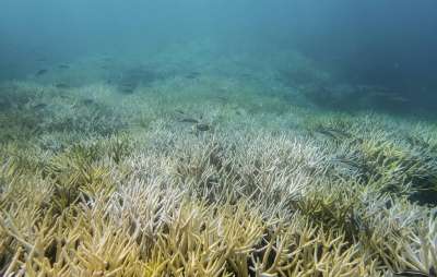 Ученые выяснили, что повышение температуры воды в Мировом океане ведет к гибели кораллов