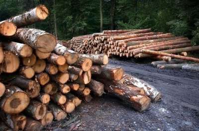 В Минприроды допустили введение запрета на экспорт леса в Китай