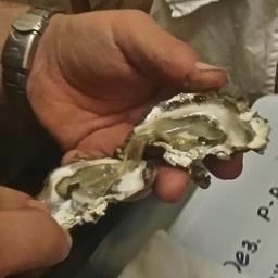 Здоровье черноморских моллюсков проверяют ученые
