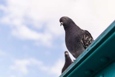 Орнитологи просят не подкармливать голубей