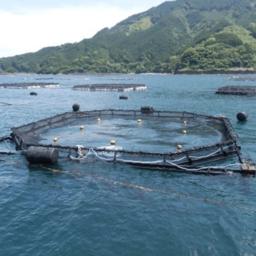 Рыбную отрасль Японии «захватывает» искусственный интеллект