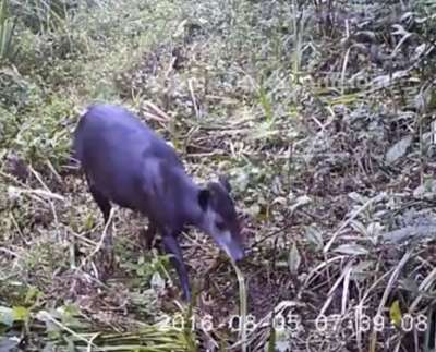 Чрезвычайно редкое животное сняли скрытой камерой. Видео