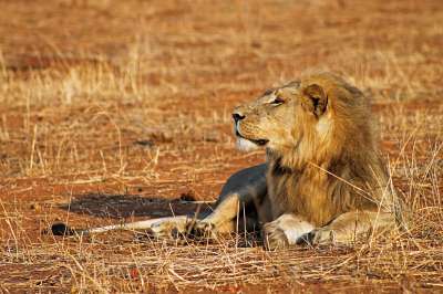 Львы исчезли с 95% исторического ареала в Африке