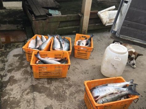 Родовые общины уличены в незаконном лове рыбы