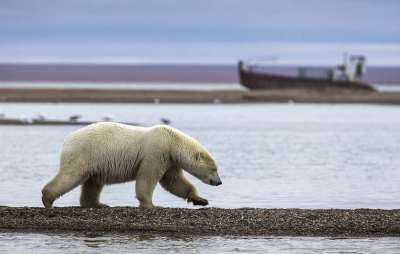 Таяние льдов у берегов Аляски раньше обычного выгнало белых медведей на материк