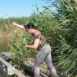 Ученые исследовали угрозы рисовых полей для водных организмов