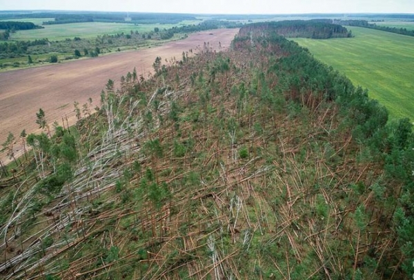 Ураган повалил 90 га леса на юго-востоке Беларуси 