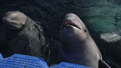 В Минприроды уверены, что ситуация с "китовой тюрьмой" больше не повторится