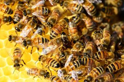 В Бразилии погибло больше 500 миллионов пчел